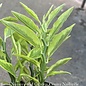 4p! Pedilanthus Devil's Backbone Variegated  Succulent /Tropical