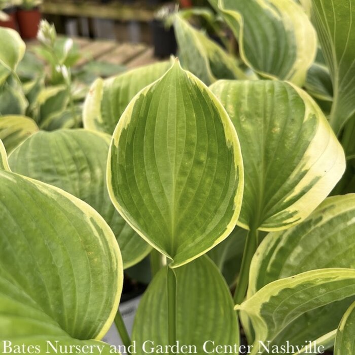 #1 Hosta His Honor/ Green and Yellow
