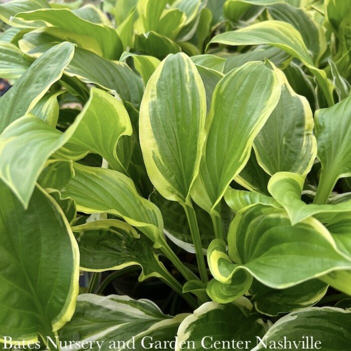 #1 Hosta So Sweet/ Dwarf Green w/ Yellow Margin