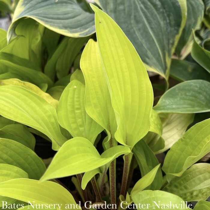 #1 Hosta Fire Island/ Yellow