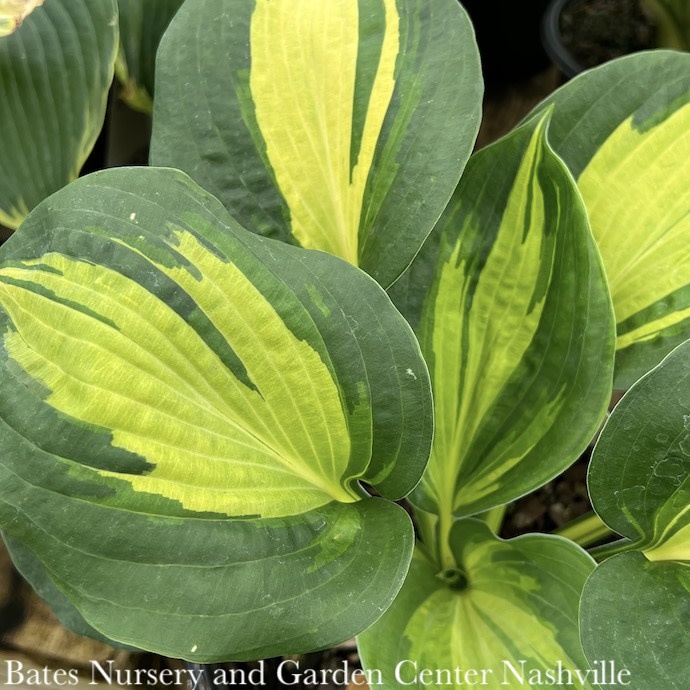 #1 Hosta x Dream Queen/ Blue Green with Yellow