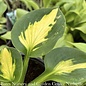 #1 Hosta x Sunset Grooves/ Blue Green w/ Gold