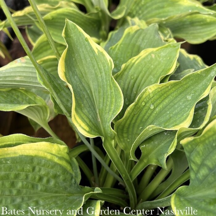 #1 Hosta Spartacus/ Green and Yellow