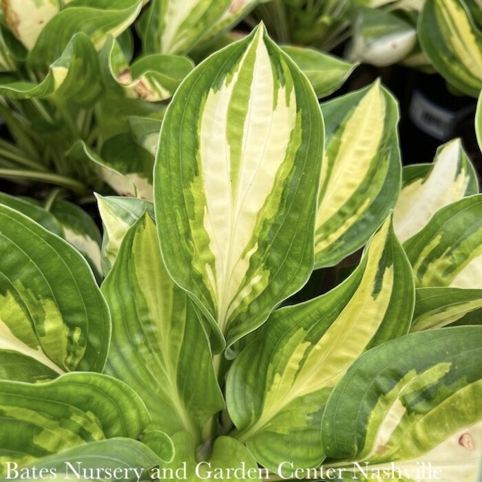 #1 Hosta Warwick Comet/ Variegated