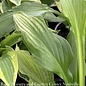 #1 Hosta White Feather