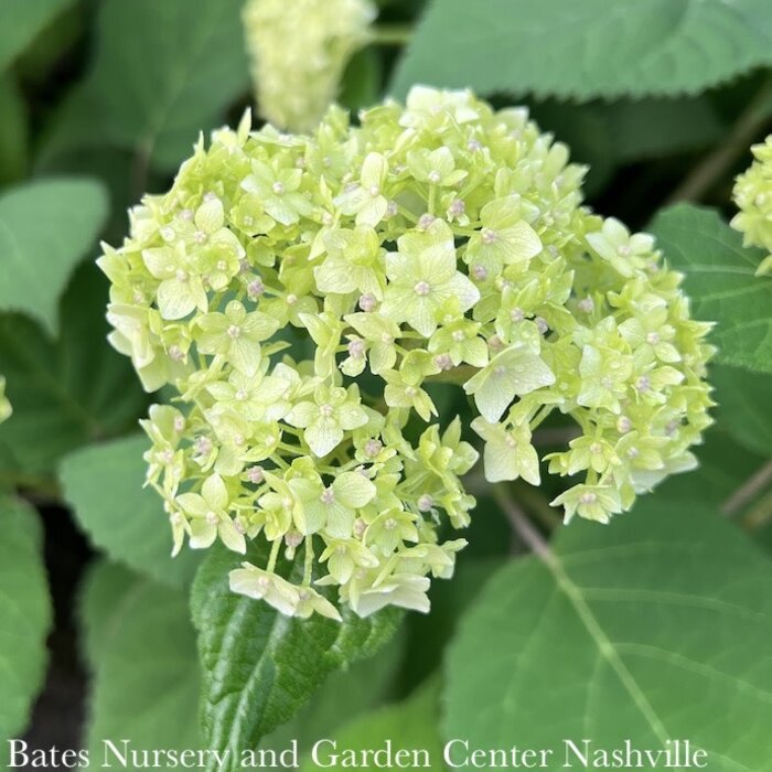 #2 Hydrangea arb Seaside Serenade 'Bar Harbor'/ Dwarf Smooth White (Annabelle Type) Native (TN)