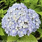 #5 Hydrangea mac Blue Enchantress/ Bigleaf/ Mophead Rebloom Blue to Pink