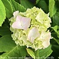 #3 Hydrangea mac Endless Summer 'Blushing Bride'/ Bigleaf/ Mophead Repeat White