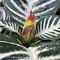 4p! Aphelandra squarrosa / Zebra Plant /Tropical