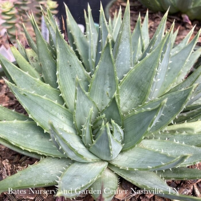 Tropical #2 Aloe Polyphylla/Spiral Aloe