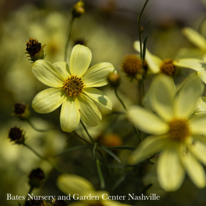 #1 Coreopsis vert Moonbeam/ Pale Yellow Whorled Tickseed Native (TN)