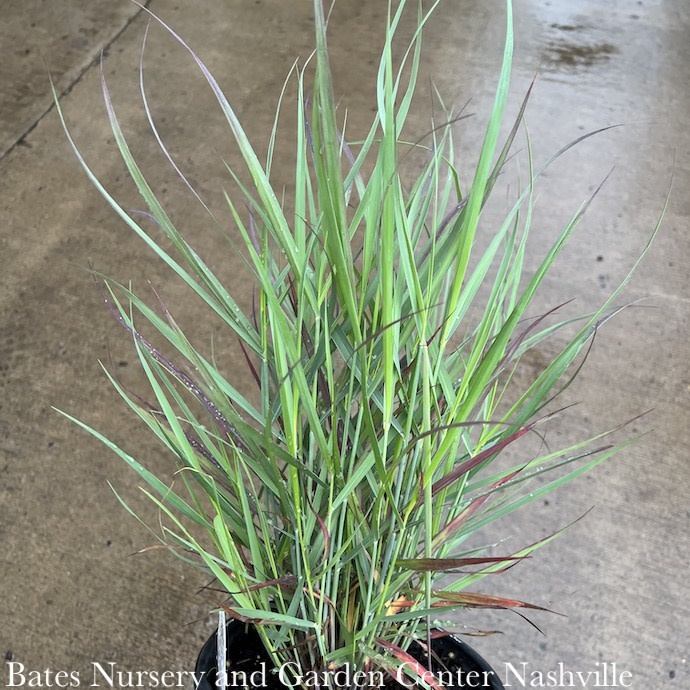 #1 Grass Panicum virg PW Cheyenne Sky/ Switch Native (TN)
