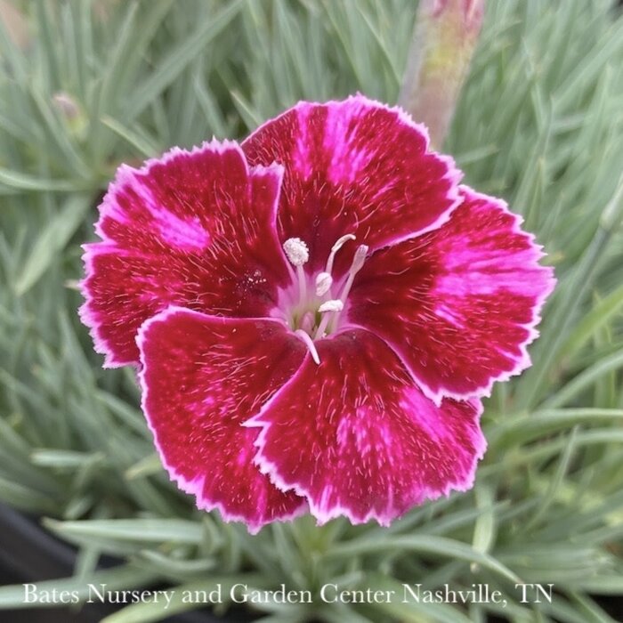 #1 Dianthus x Mountain Frost 'Ruby Glitter'/ Red