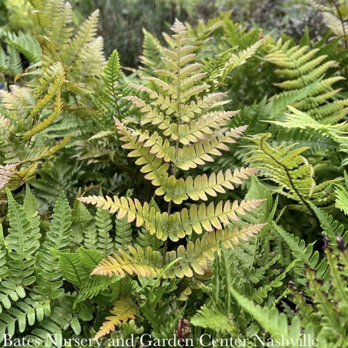 #3 Dryopteris erythrosora/ Autumn Fern