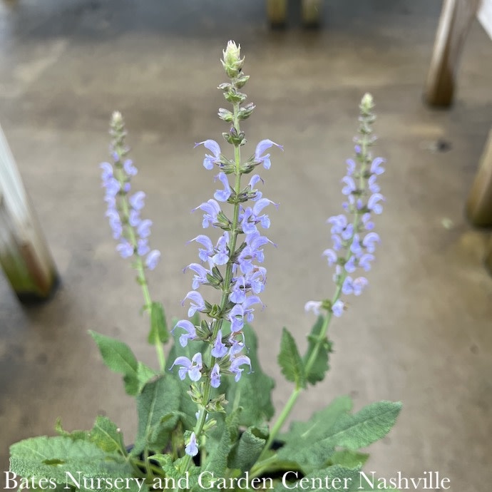 #1 Salvia nem PW Color Spires 'Crystal Blue'