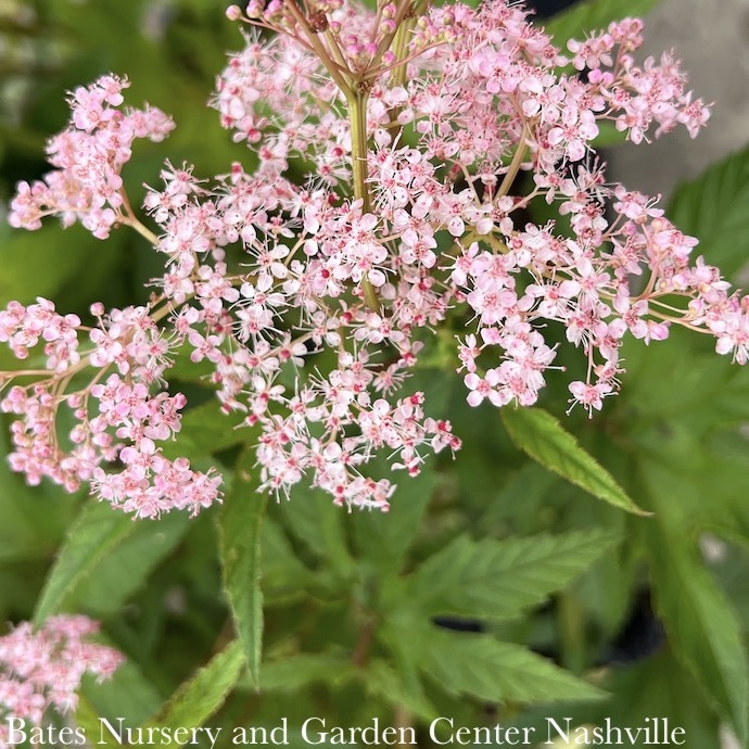 #1 Filipendula rubra Venusta/ Queen of the Prairie Native (R)