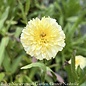 #1 Leucanthemum x superbum Lemon Puff/ Yellow Double Shasta Daisy