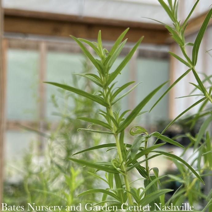 #1 Pycnanthemum virginianum/ Mountain Mint Native (TN)