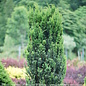 #3 Taxus x media PW Stonehenge/ Columnar Yew