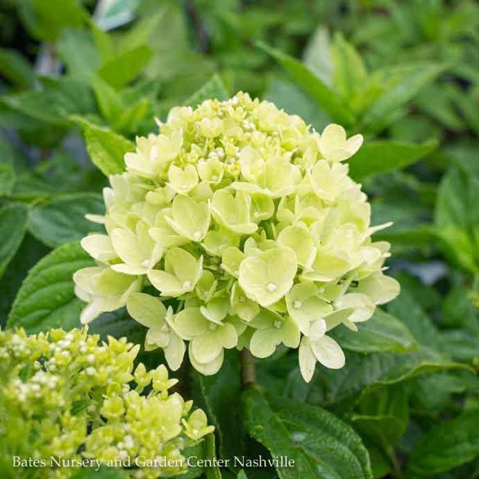 Topiary #7 PT Hydrangea pan PW Little Lime/ White Panicle Patio Tree