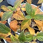 Topiary #7 PT Hydrangea pan PW Little Lime/ White Panicle Patio Tree