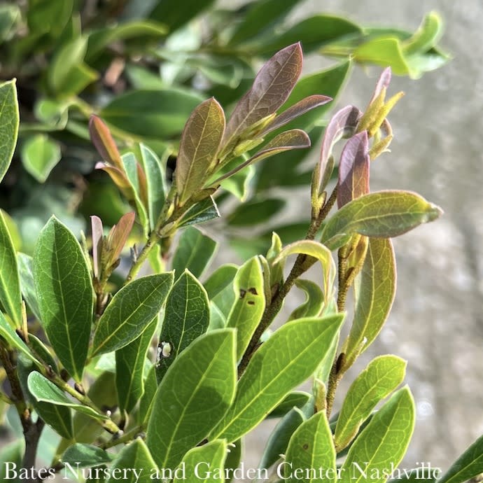 7 Distylium Cinnamon Girl Bates Nursery & Garden Center