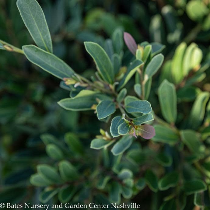 7 Distylium Cinnamon Girl Bates Nursery & Garden Center