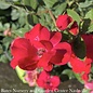 #3 Rosa Knock Out/ Red SINGLE Shrub Rose - No Warranty