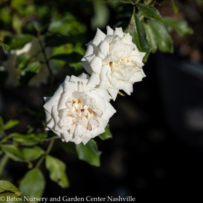 Groundcover Roses Bates Nursery & Garden Center