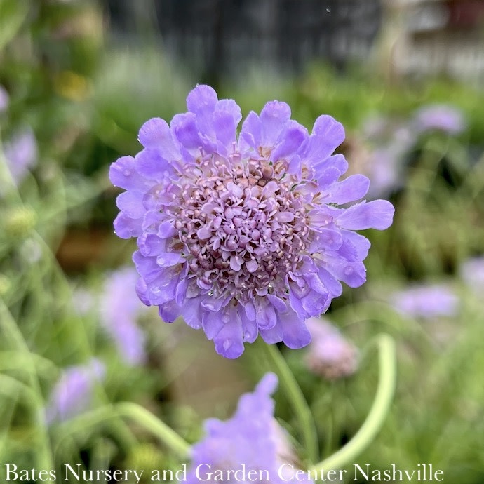 #1 Scabiosa col Butterfly Blue/ Pincushion Flower