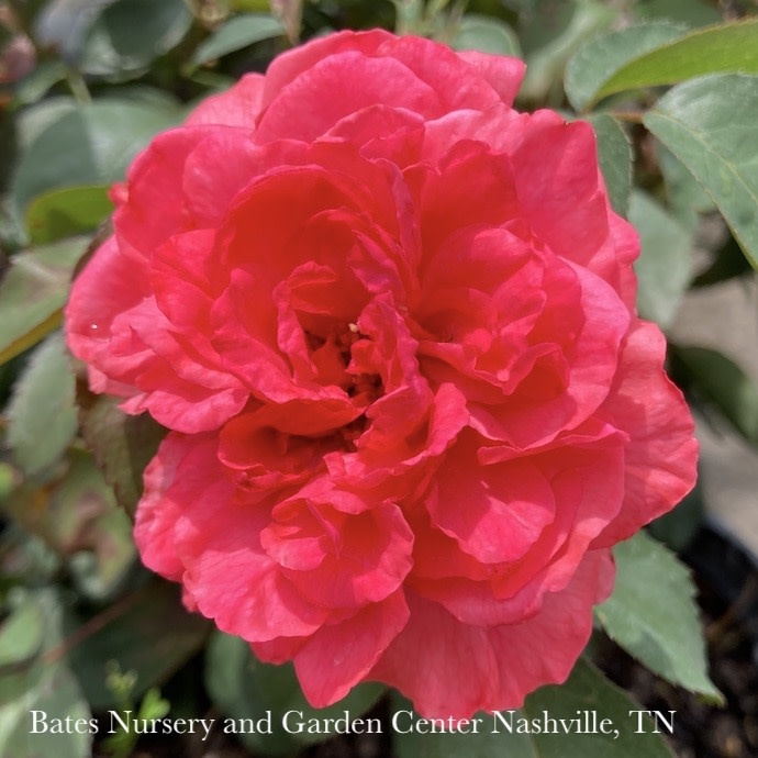 #3 Rosa Tahitian Treasure/ Coral Grandiflora Rose - No Warranty