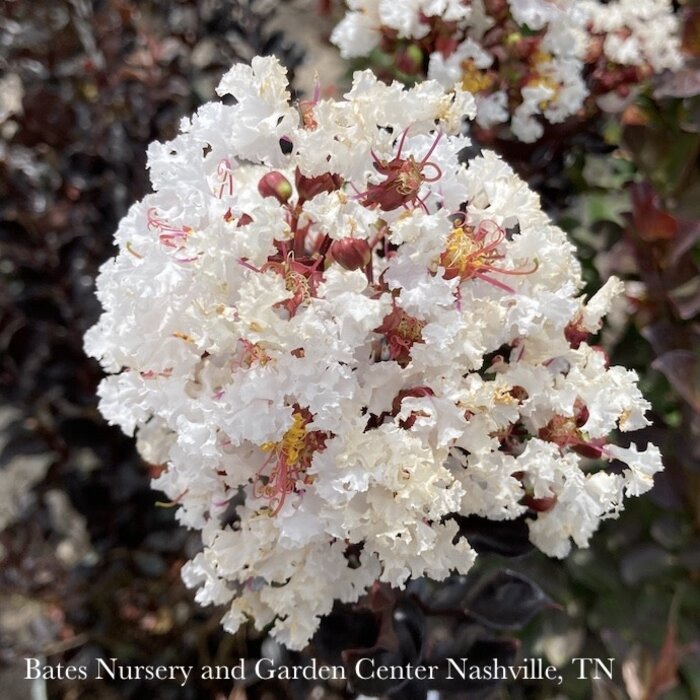 #5 Lagerstroemia x Summerlasting 'Coconut'/ White Dwarf Crape Myrtle