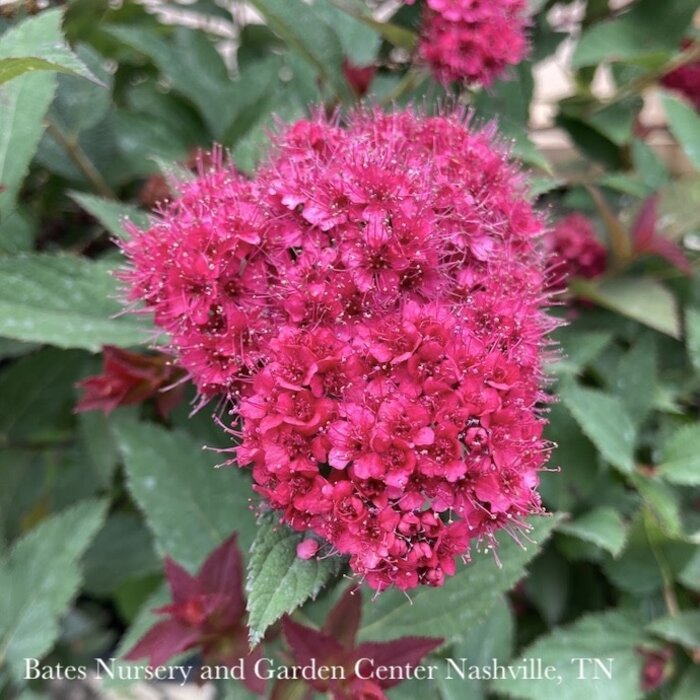 #2s Spiraea x PW Double Play Doozie/ Red Flowers