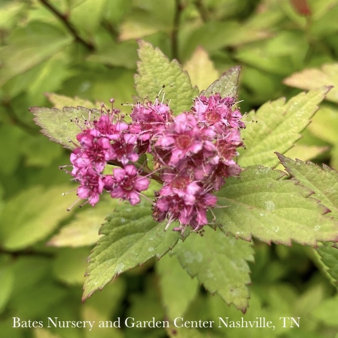 #2 Spiraea japonica Poprocks Rainbow Fizz/ Pink Flowers Compact