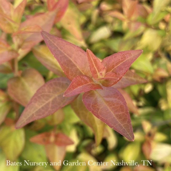 #2 Abelia Peach Perfection/ Compact