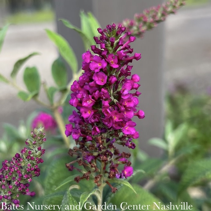 #2 Buddleia Sparkler 'Purple Petite'/ Compact Butterfly Bush