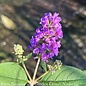 #3 Buddleia Lo & Behold Blue Chip/ Dwarf Butterfly Bush