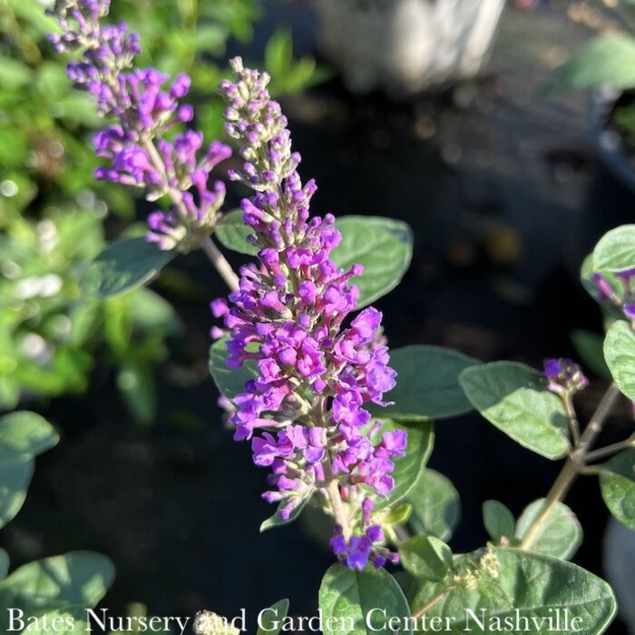 #2  Buddleia Lo & Behold Blue Chip JR/ Dwarf Butterfly Bush