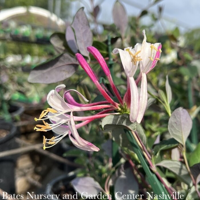 #1 Lonicera periclymenum Serotina/ Woodbine