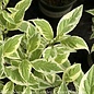 #5 Cornus alba Ivory Halo/ Variegated Tatarian Red Twig Dogwood