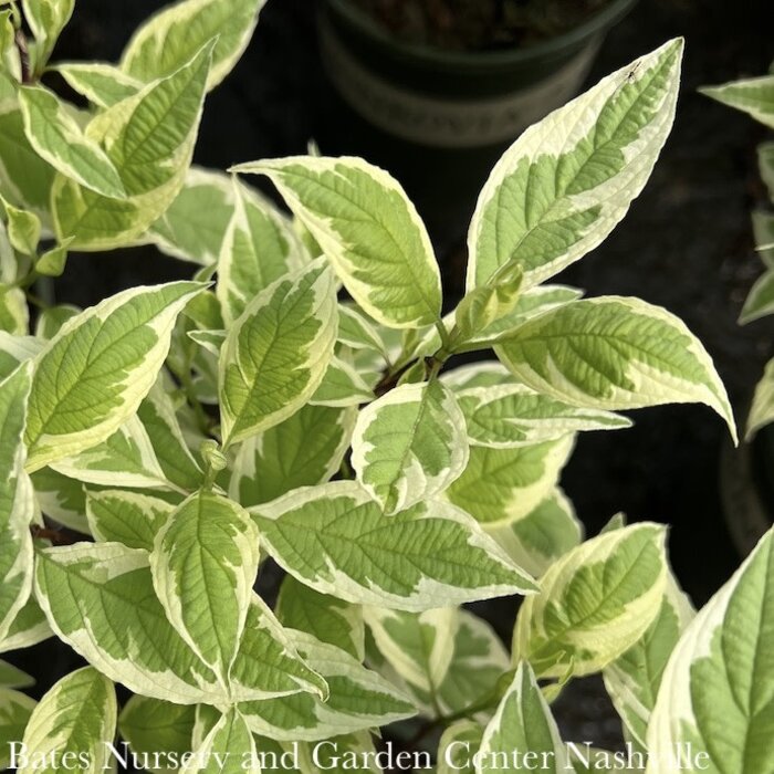 #2 Cornus alba Ivory Halo/ Variegated Tatarian Red Twig Dogwood