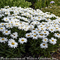 8p Leucanthemum Whoops-a-Daisy/ Shasta
