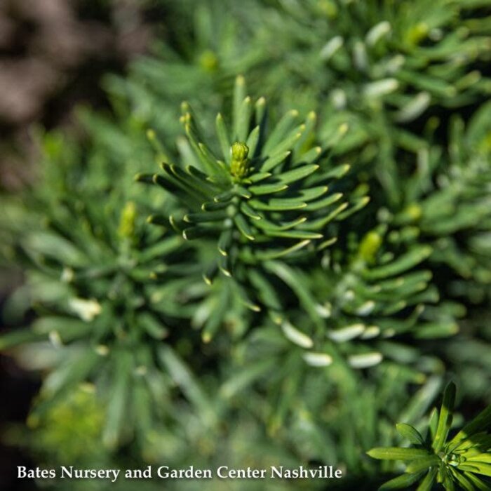 #5 Cephalotaxus harr Fastigiata/ Upright Japanese Plum Yew