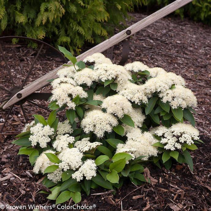 #5 Viburnum cassinoides PW Lil' Ditty/ Dwarf Witherod