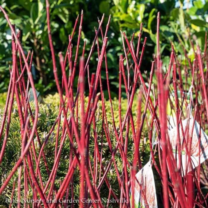 #5 Cornus sericea PW Arctic Fire 'Red'/ Compact Red Twig Dogwood Native (R)