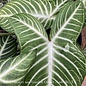 6p! Xanthosoma lindenii Magnificum aka Caladium lindenii /Tropical