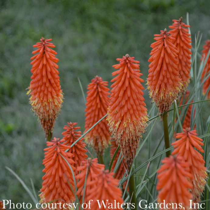 #1 Kniphofia x Joker's Wild/ Red Hot Poker