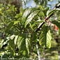Edible #7 Prunus dom Methley/ Semi-dwarf Self-fertile Plum