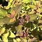 #2 Spiraea japonica Butterscotch Baby
