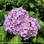 #3 Hydrangea mac Big Daddy/Bigleaf/Mophead Repeat Blue to Pink